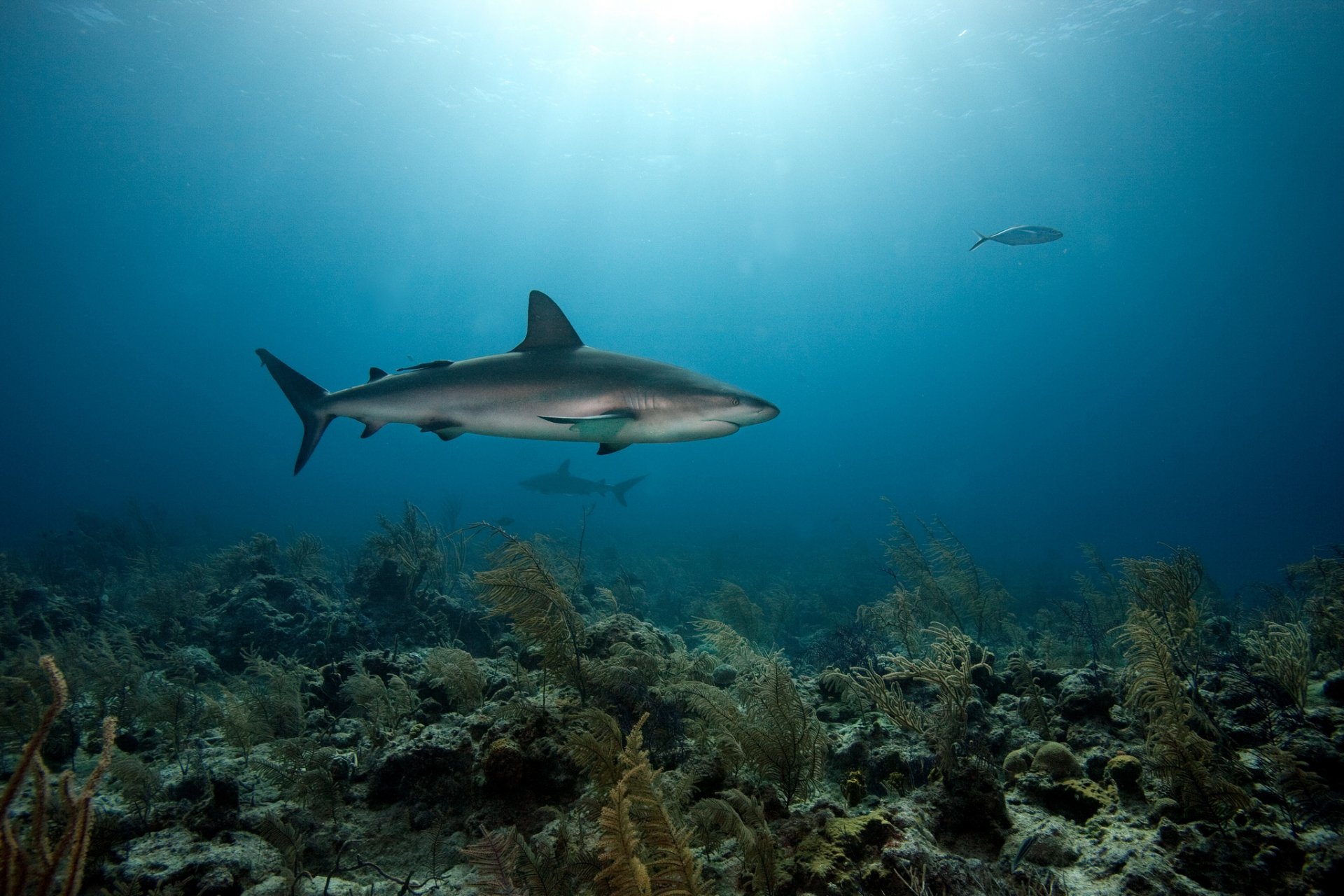 tiburones mar fondo corales depredadores