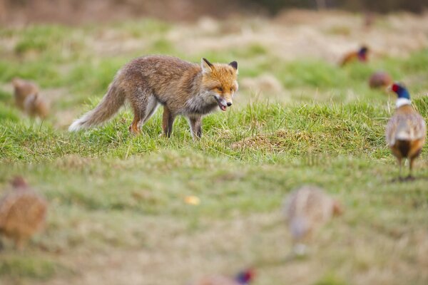 Le renard dans la clairière mène la chasse au faisan