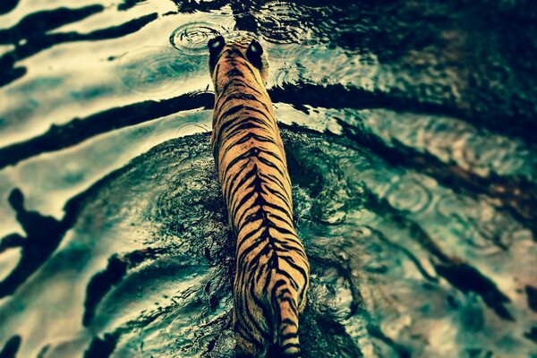 Давенпорт и дикий хищник тигр