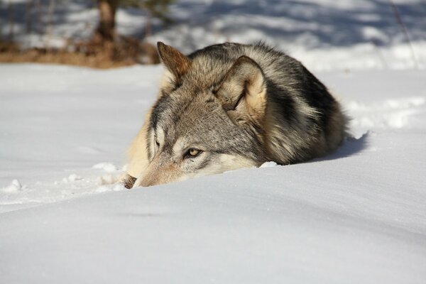 A wolf lies in the snow in winter