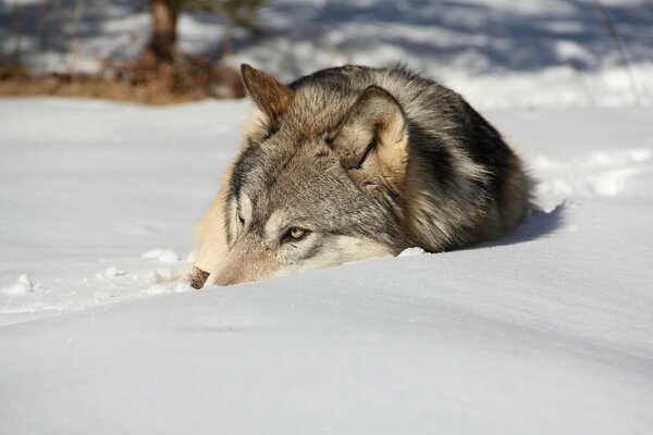 El lobo yace en invierno en la nieve