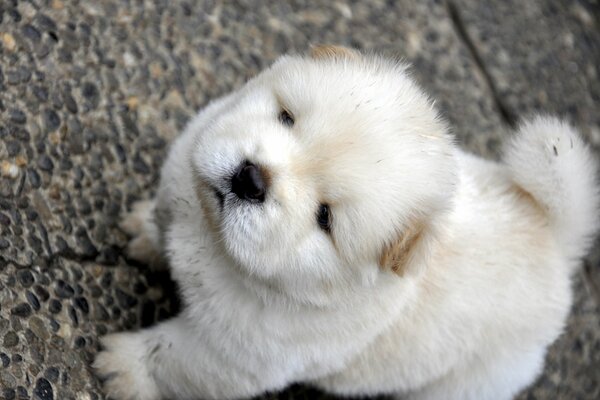 A small, white chow chow looks interested