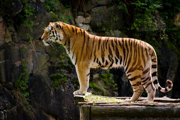 Wilde gestreifte Katze unter grünen Felsen