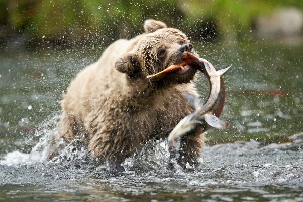 Der Fang eines Braunbären auf einer russischen Hand
