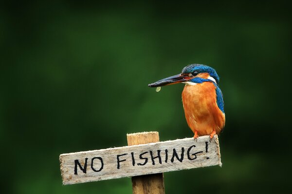 Kingfisher making it clear that fishing is prohibited