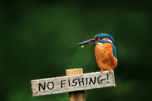 Martin pescatore che chiarisce che la pesca è vietata