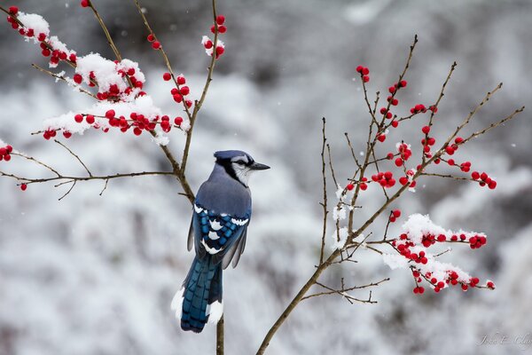 Geai en hiver sur les branches de sorbier