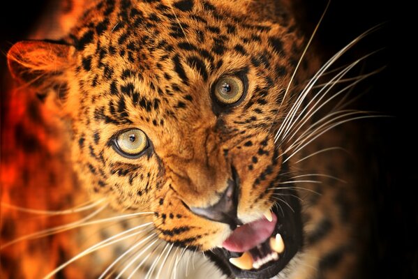 Predatory look of a leopard on a black background