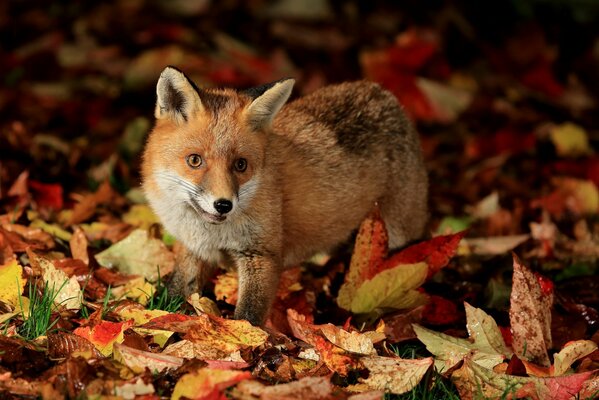 Petit renard dans les feuilles mortes