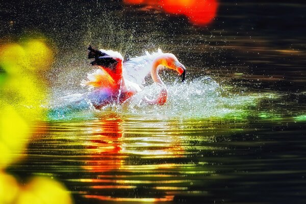 Pink flamingo with open wings and splashes of water