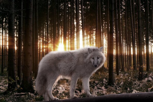 Lobo. lobo blanco en el bosque. bestia del bosque. depredador del bosque