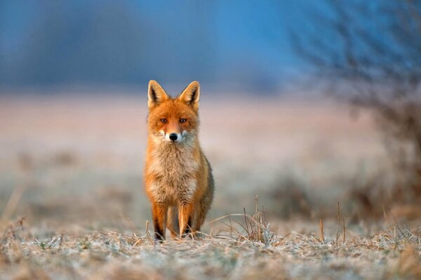 Ein roter Fuchs in der Steppe. Unscharfer Hintergrund