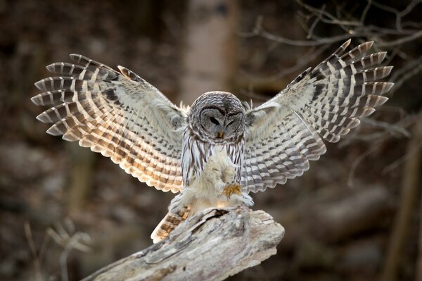 Beautiful owl hunting in the forest