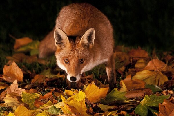 Red fox on autumn leaves