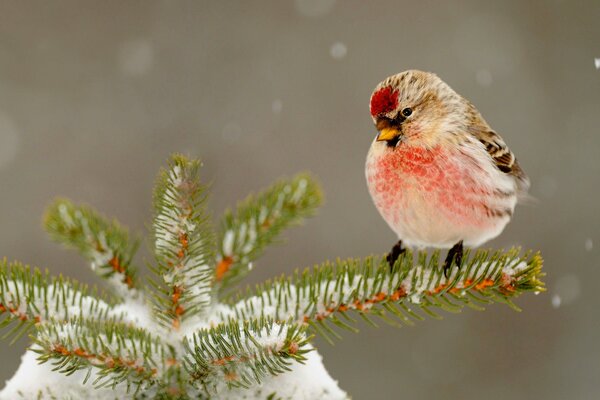 Ein Vogel auf einem schneebedeckten Ast einer Fichte