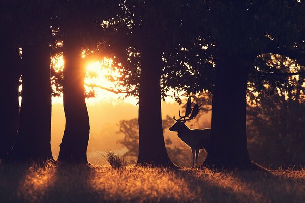 Mesmerizing morning in the summer forest