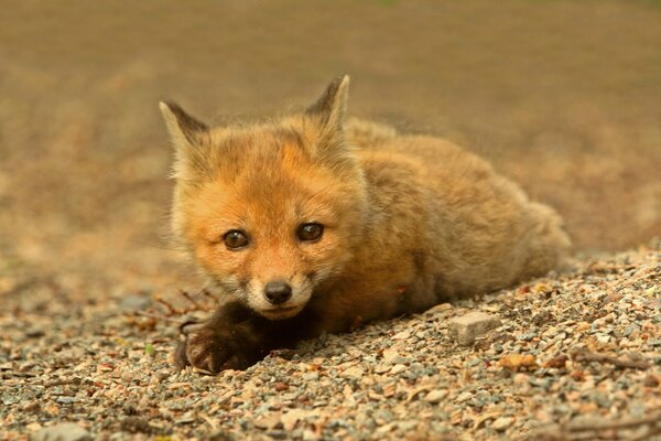The sly red fox is lying