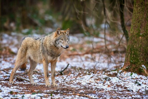 Der räuberische Blick eines Wolfes im Herbstwald