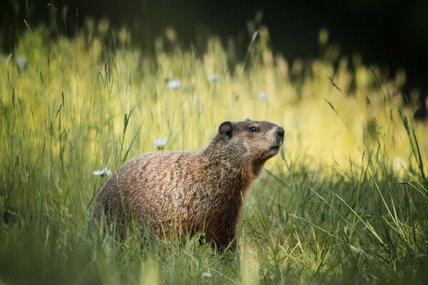 The groundhog went out for a walk among the grass