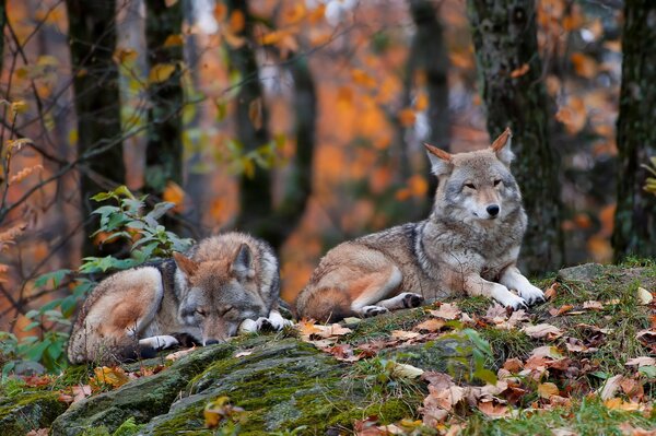 Wölfe im Wald liegen auf Blättern