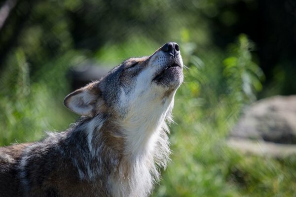 Gray wolf on a green background