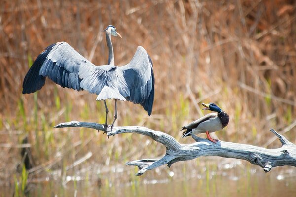 Duck and heron quarrel on the lake in the reeds