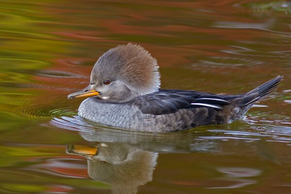 Eine Ente schwimmt auf dem Wasser, eine schöne Ente