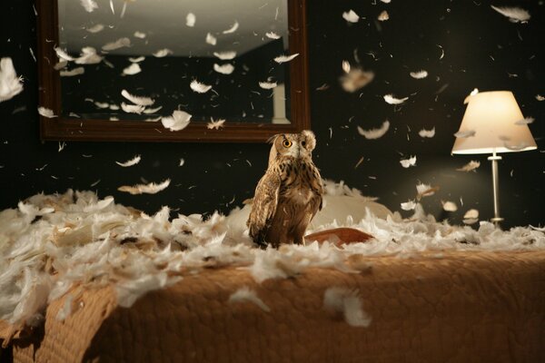 The owl has ruined the down pillow and is watching with interest how beautifully the feathers fall