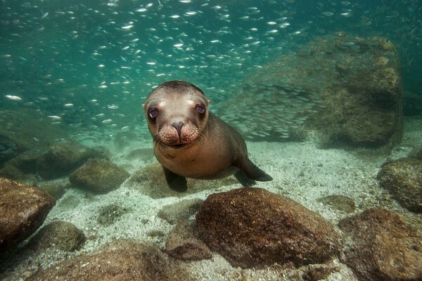 The Northern sea lion at the bottom of the ocean