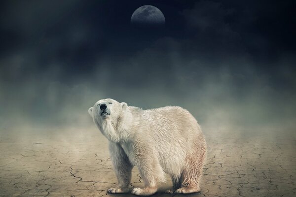 Polar bear on a dark sky background