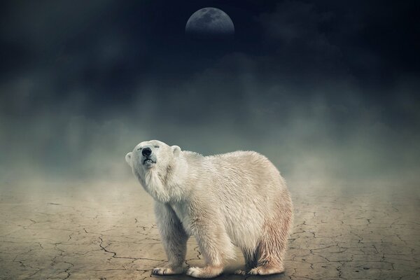 Un oso polar contra un cielo oscuro