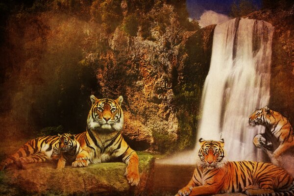 Poster mit Tigern auf Wasserfall-Hintergrund