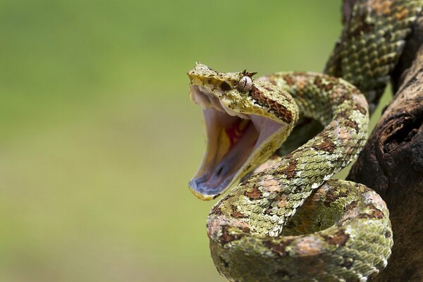 La serpiente abrió su boca para morder