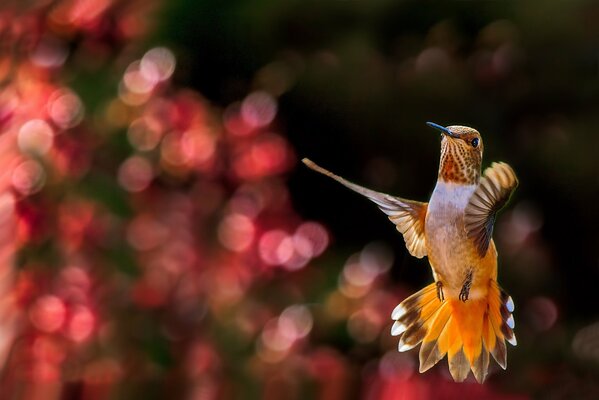 Hummingbirds in flight on a backlit background