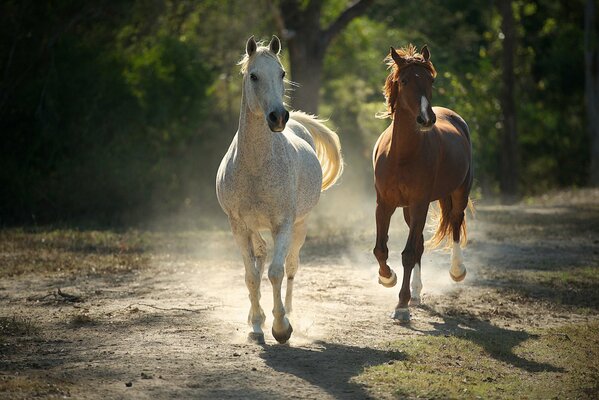 Zwei Pferde laufen im Staub