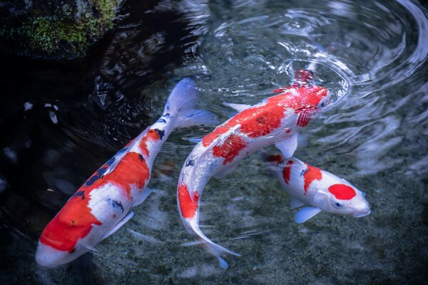 Peces en el agua carpa japonesa