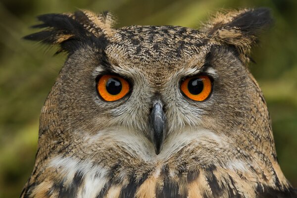 Eulenschnauze mit orangefarbenen Augen