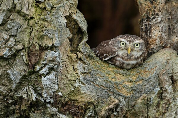 The wise look of a wild owl