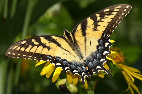 Beau papillon assis sur une fleur