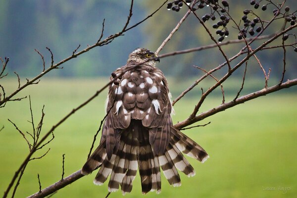 Le faucon sèche les plumes sur la branche