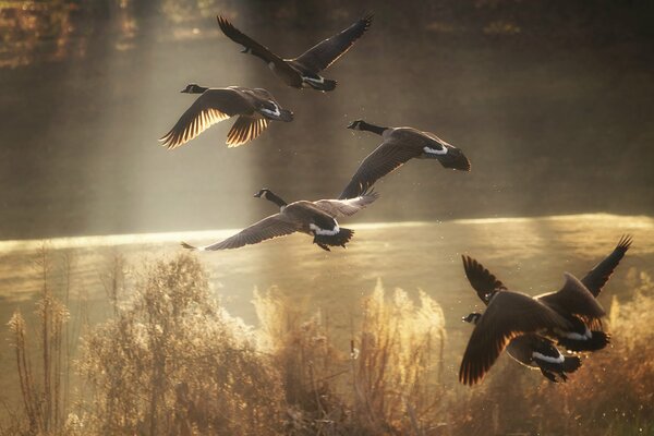 Les canards s envolent vers les contrées lointaines