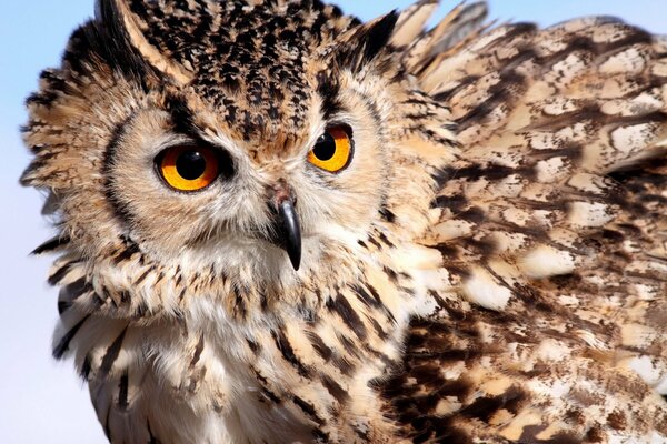 Lo sguardo del gufo reale è sempre intelligente