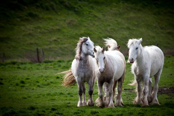 Foto von drei Mustangs im Feld