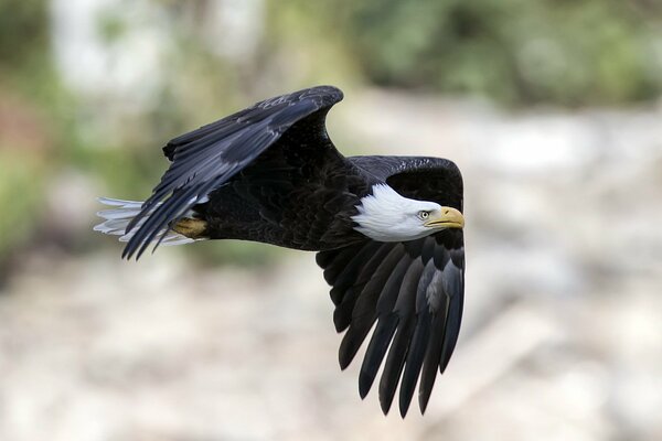 Oiseau planant dans le ciel