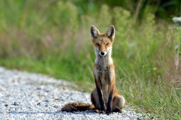 Der rothaarige Fuchs wärmt sich in der Sonne