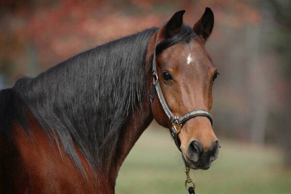 The bay horse looks graceful in the frame