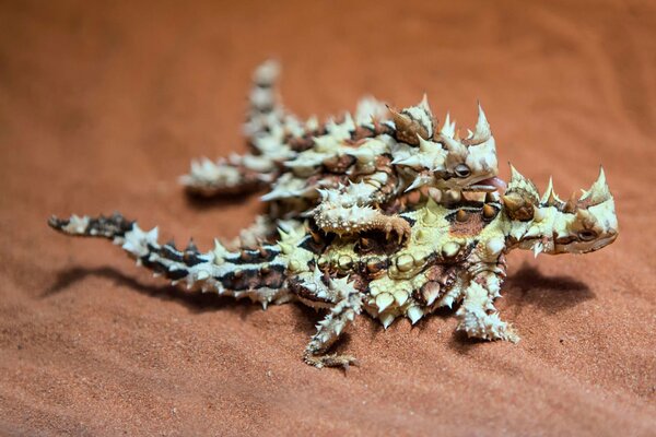 Two Australian lizards a prickly devil on brown sand