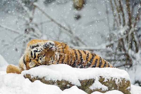 Amur tiger basking in the snow