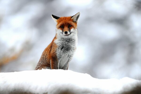 Renard roux dans la forêt enneigée