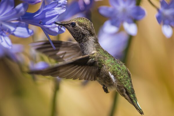 Colibrí bebe niktar flor